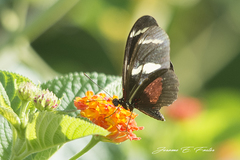 Heliconius ricini insulanus