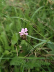 Petrorhagia prolifera