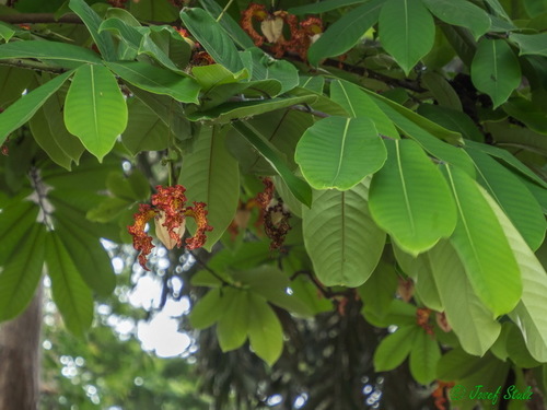 African Nutmeg