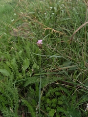 Petrorhagia prolifera