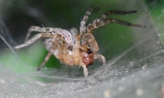 Agelenidae