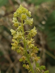 Reseda lutea