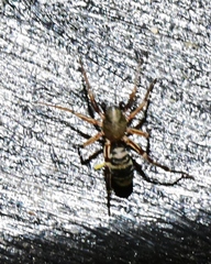Castianeira
