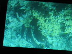 Palythoa caribaeorum