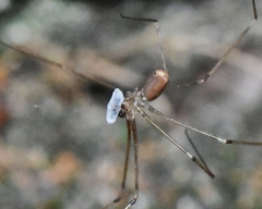 Pholcus phalangioides