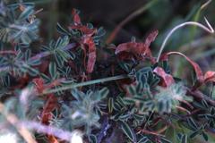 Indigofera sessilifolia