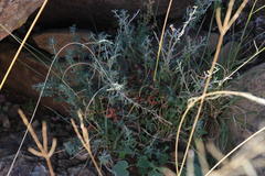 Indigofera sessilifolia