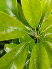 Graphocephala versuta