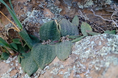 Massonia tenella