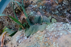 Massonia tenella