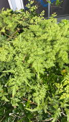Lygodium japonicum