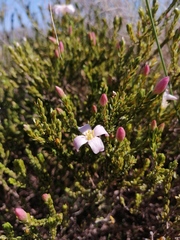 Lachnaea grandiflora