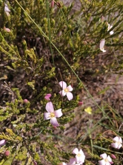 Lachnaea grandiflora
