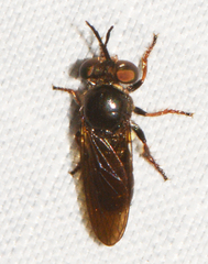 Cerotainia macrocera