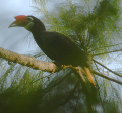 Rhabdotorrhinus waldeni