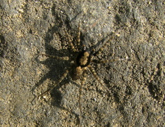 Pardosa birmanica