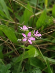 Erodium cicutarium