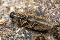 Prosternon bombycinum