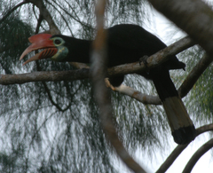 Rhabdotorrhinus waldeni