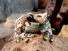 Trachycephalus resinifictrix