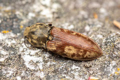 Prosternon bombycinum