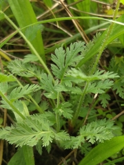 Erodium cicutarium