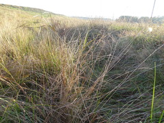 Beckmannia eruciformis