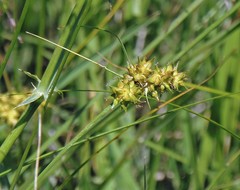 Carex bonariensis