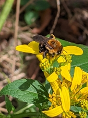 Melissodes dentiventris