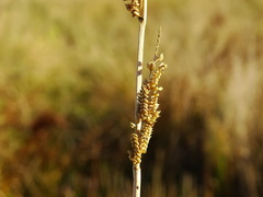 Beckmannia eruciformis