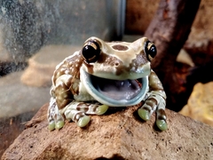 Trachycephalus resinifictrix