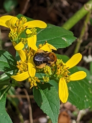 Melissodes dentiventris