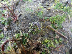 Notothylas orbicularis
