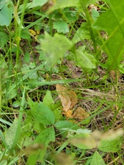 Sthenopis purpurascens