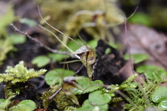 Corybas rivularis