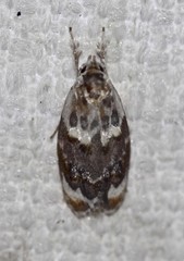 Piloprepes gelidella