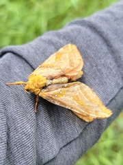 Sthenopis purpurascens