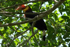 Rhabdotorrhinus waldeni