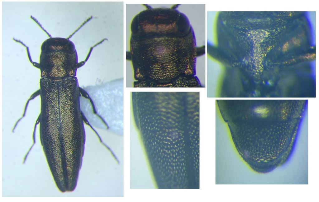 Agrilus viridicaerulans