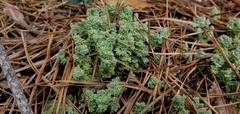 Cladonia atlantica