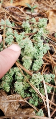 Cladonia atlantica