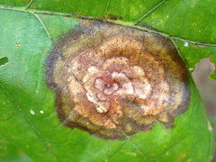 Cristulariella