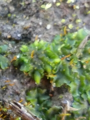 Notothylas orbicularis