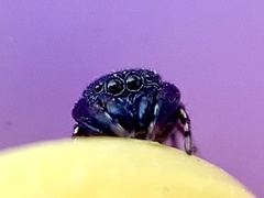 Sassacus cyaneus