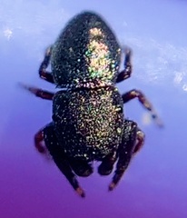 Sassacus cyaneus