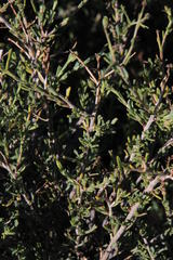 Osteospermum spinescens