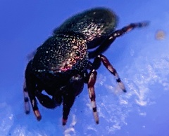 Sassacus cyaneus