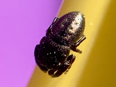 Sassacus cyaneus