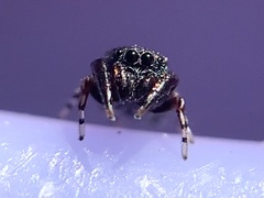 Sassacus cyaneus