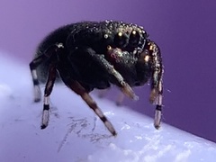 Sassacus cyaneus